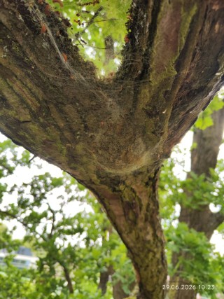 Nest des Eichenprozessionsspinners in der Baumkrone